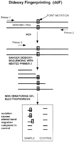 ddf schematic