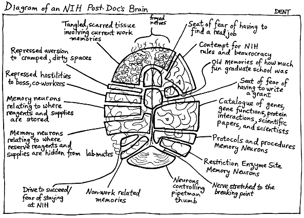 Diagram of an NIH Post-Doc's Brain 