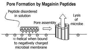 Pore Formation by Magainin Peptides